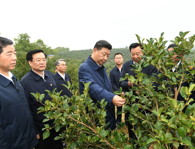 　　9月16日至18日，中共中央總書記、國家主席、中央軍委主席習近平在河南考察。這是17日上午，習近平來到信陽市光山縣槐店鄉(xiāng)司馬光油茶園，實地察看油茶樹種植和掛果情況。新華社記者 謝環(huán)馳 攝